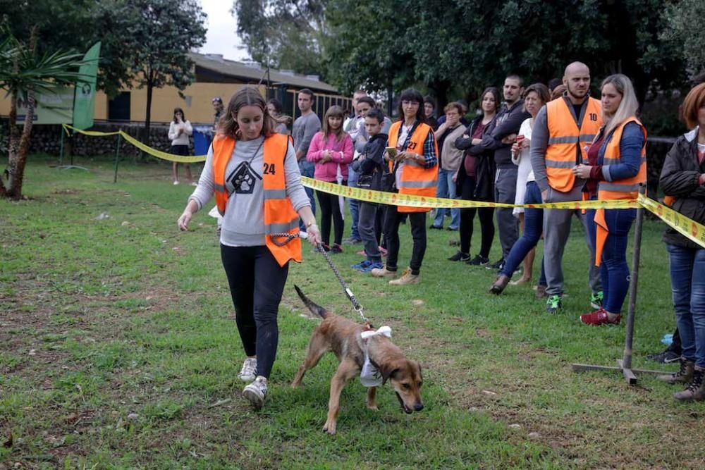 Anlässlich des 40. Geburtstags hat das kommunale Tierauffanglager Son Reus auf Mallorca am Samstag (22.10.) einen Tag der offenen Tür gefeiert. Auf dem Programm, das Helfer und Stadt Palma organisierten, standen ein Agility-Training, eine Hundeschau oder ein Fotowettbewerb.