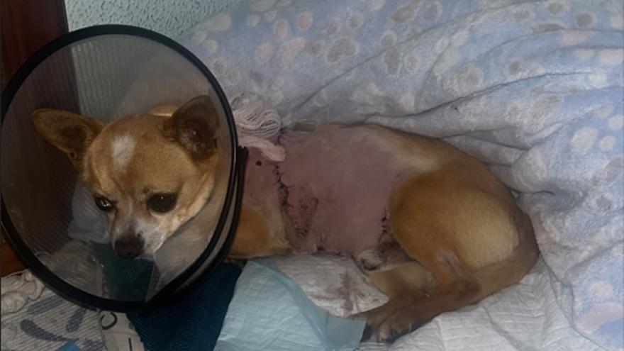 El perro sufrió el ataque de otro can que tenía su propietario.