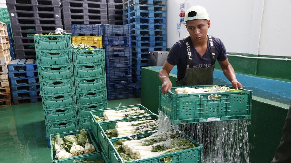 Un trabajador migrante del campo.