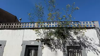Árboles que crecen en la fachada de una casa de Mérida
