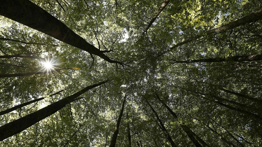 Los bosques europeos pierden un tercio de su capacidad de absorber CO2 en sólo diez años