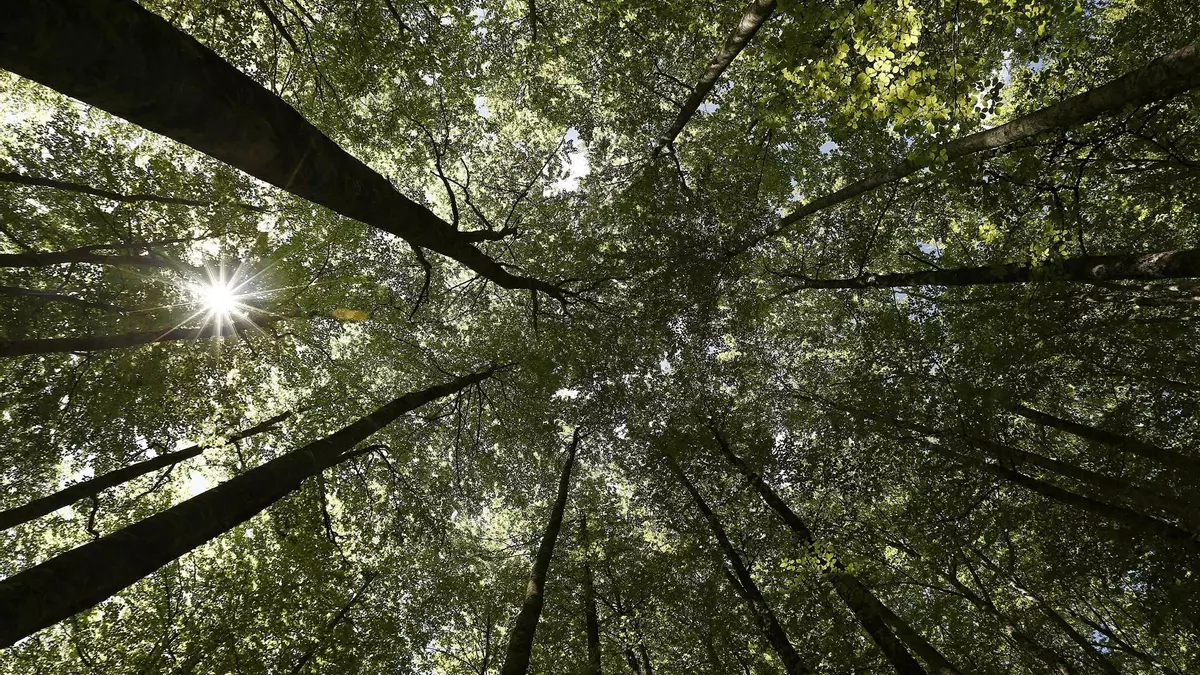 Los bosques europeos pierden un tercio de su capacidad de absorber CO2 en sólo diez años