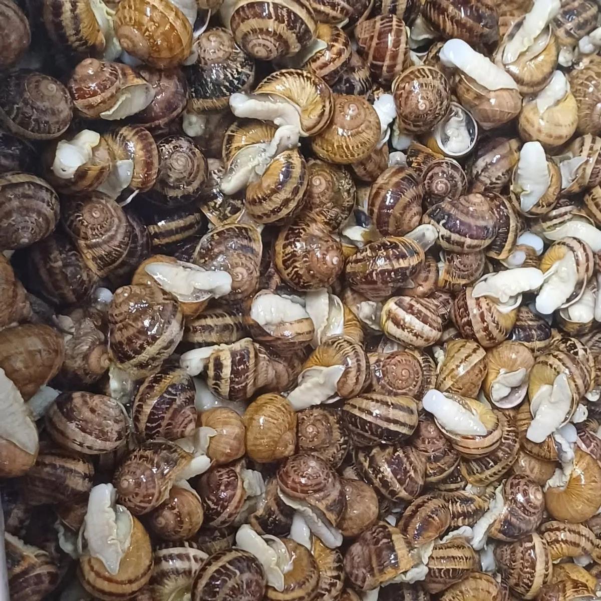 Caracoles de Aliste