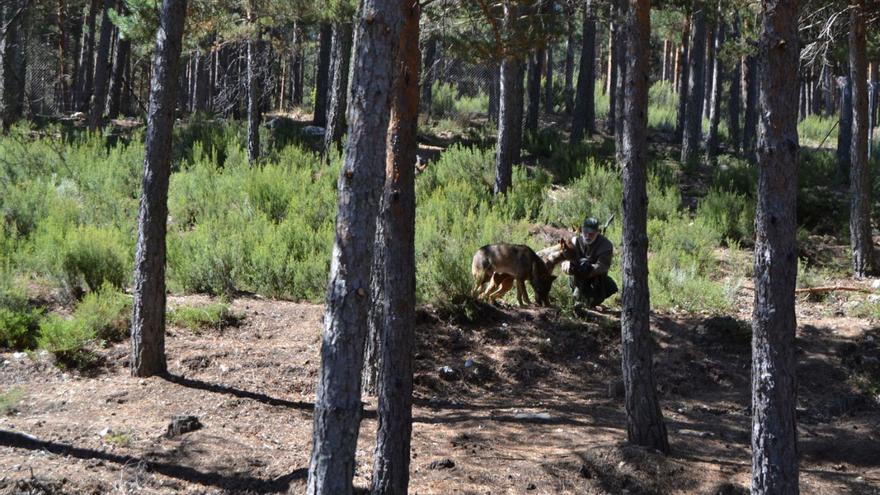 Patrimonio Natural adjudica en más de 18.000 euros el radiomarcaje de lobos en Zamora y otras provincias
