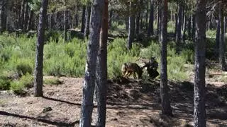 Un nuevo censo del lobo a la vista