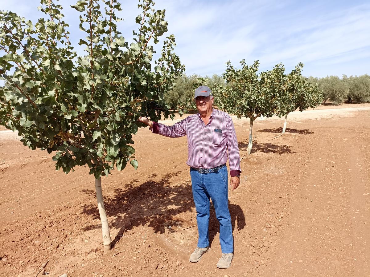 Antonio Díaz Caballero posa en su plantación de pistachos de Mollina. 