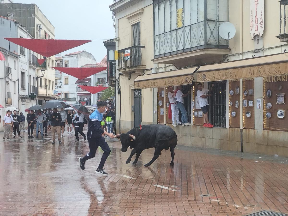 Los Sanjuanes de Coria dicen adiós con el toro de La Geta y bajo intensa lluvia