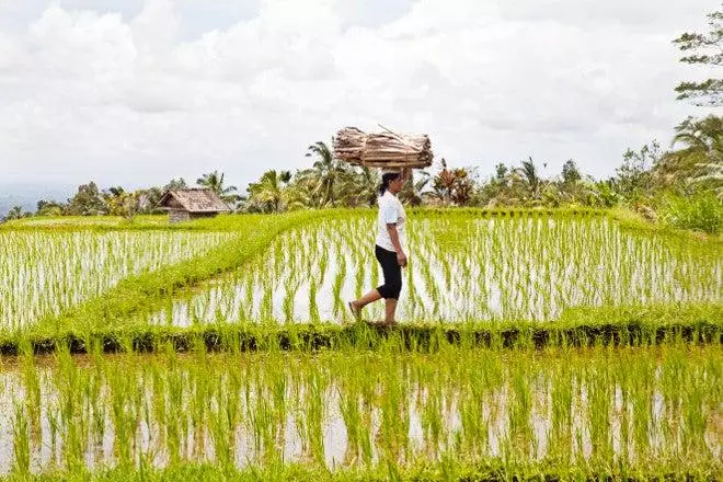 Vivir como dioses en Bali