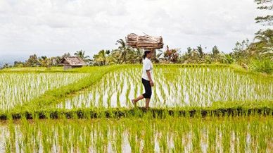 Vivir como dioses en Bali