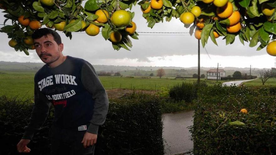 Javier Casas pasa bajo uno de los naranjos que hay plantados en la propiedad de su familia.