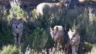 Ecologistas en Acción: Los daños del lobo se ceban en las explotaciones ganaderas "peor atendidas" o "sobredimensionadas"