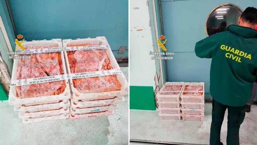 Incautados más de 64 kg de cigala en una zona sin cuota para su captura