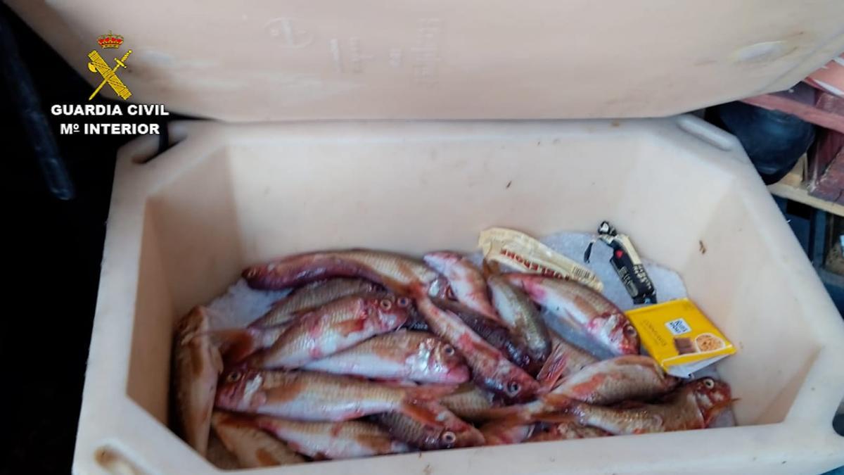 Capturas de pesca furtiva requisadas por la Guardia Civil en Fuerteventura.