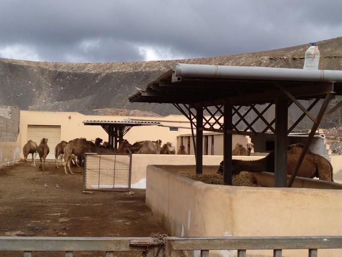 Coronavirus en Canarias | Camellos que pasean a los turistas en Timanfaya