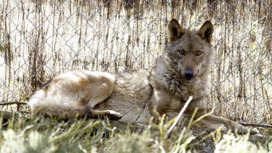 Desarrollo Rural registra la presencia de un lobo en los Monegros