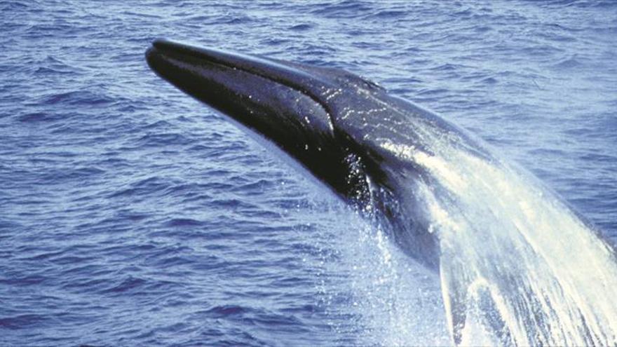 El Mediterráneo español tendrá un santuario para ballenas y delfines