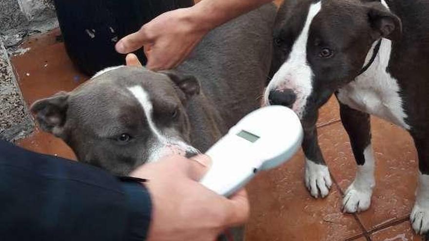 Los perros recogidos por la protectora canina de Poio. // FdV