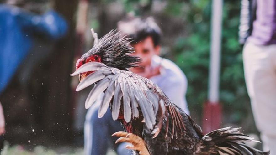 La cruda realidad de las peleas de gallos