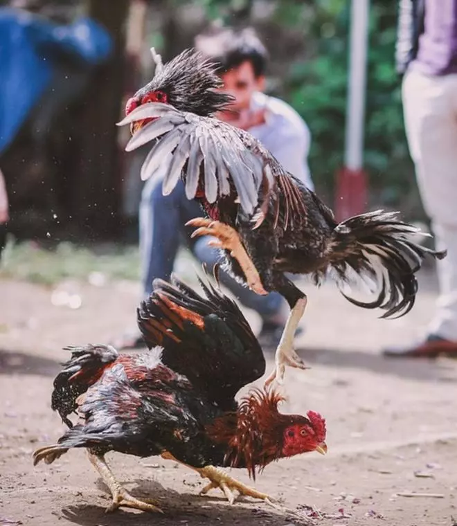 La cruda realidad de las peleas de gallos