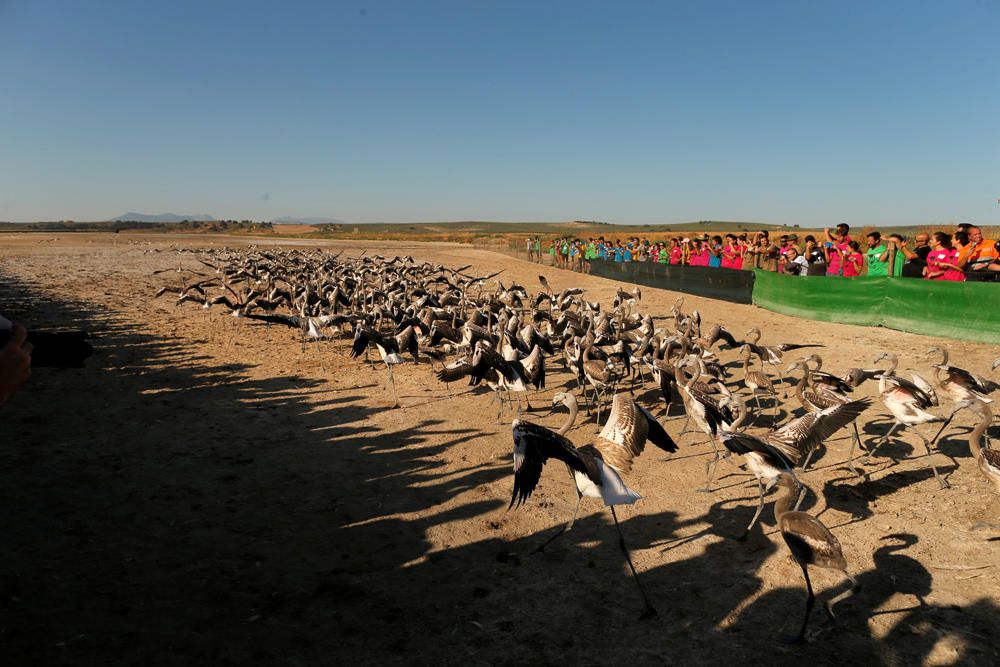 Anillan a 600 pollos de flamenco en la Laguna de Fuente de Piedra