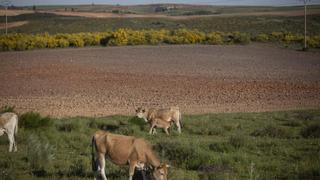 Más controversia sobre la tuberculosis bovina: UCCL y Asaja, por la flexibilización de medidas