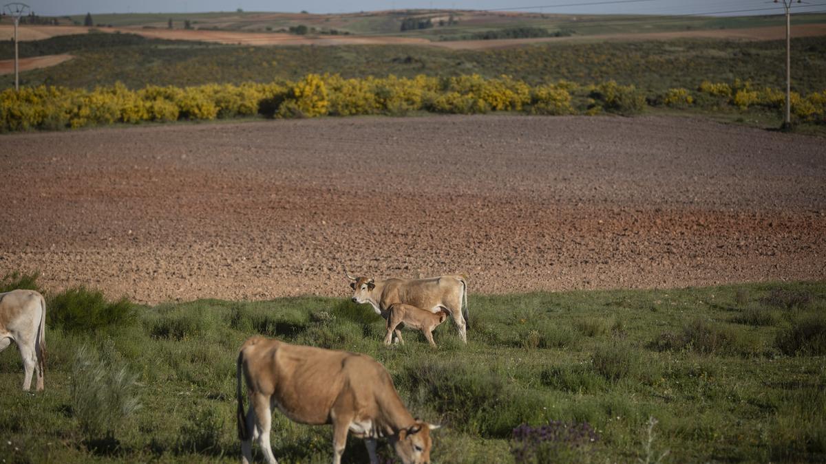 Vacas pastando en el campo zamorano