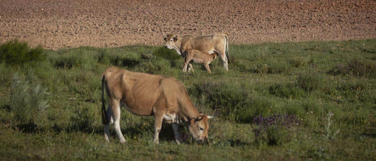 Vacas pastando en el campo zamorano