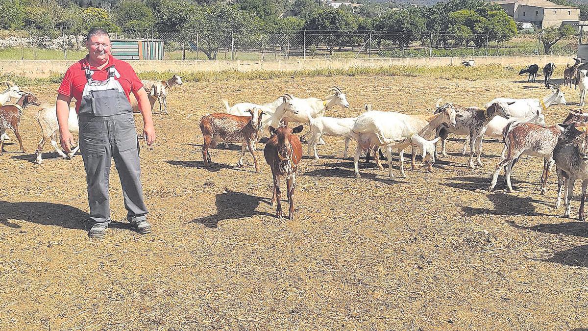 Tomeu Fons Domenge, con algunas de las cabras que viven en la explotación.