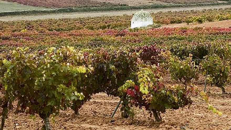 Vista general de una de las plantaciones de la D.O. Ribera del Duero Viña Pedrosa.