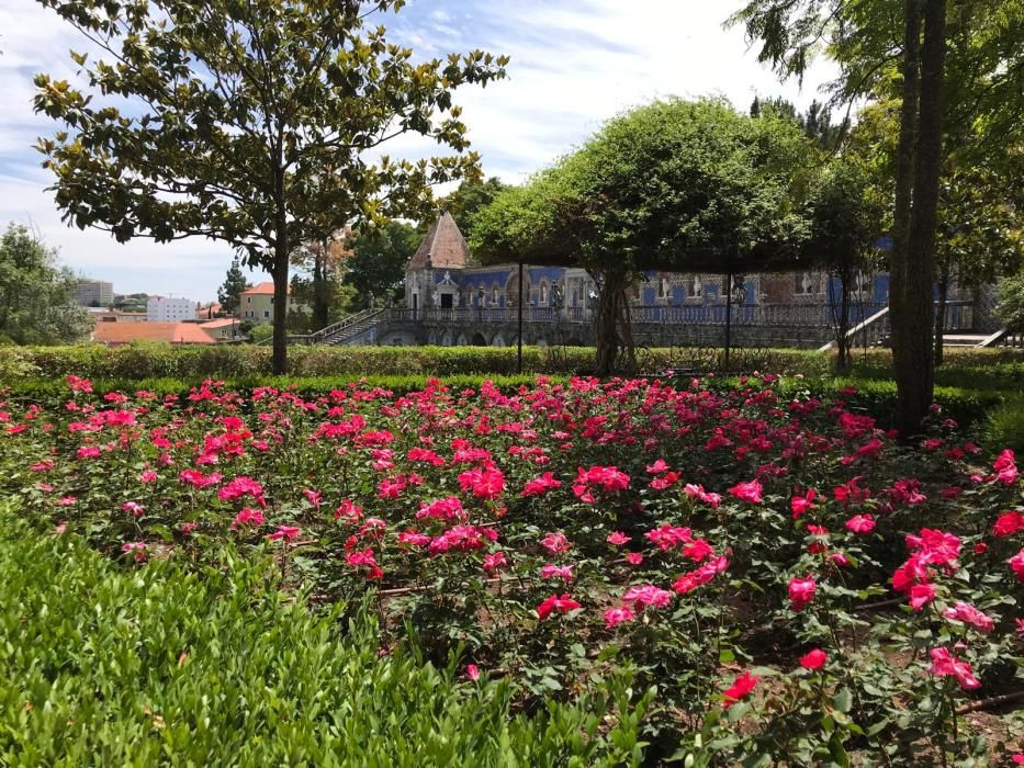 Rosa "Castell d'Alaquàs" en el palacio Fronteira de Lisboa.