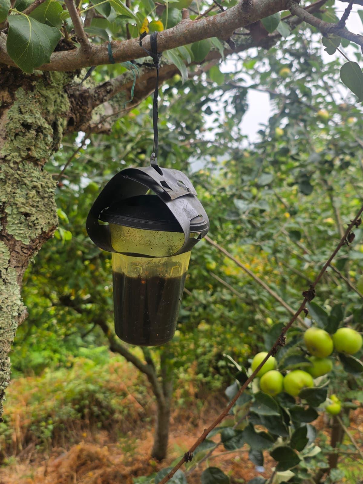Una trampa para velutina instalada en un árbol frutal.