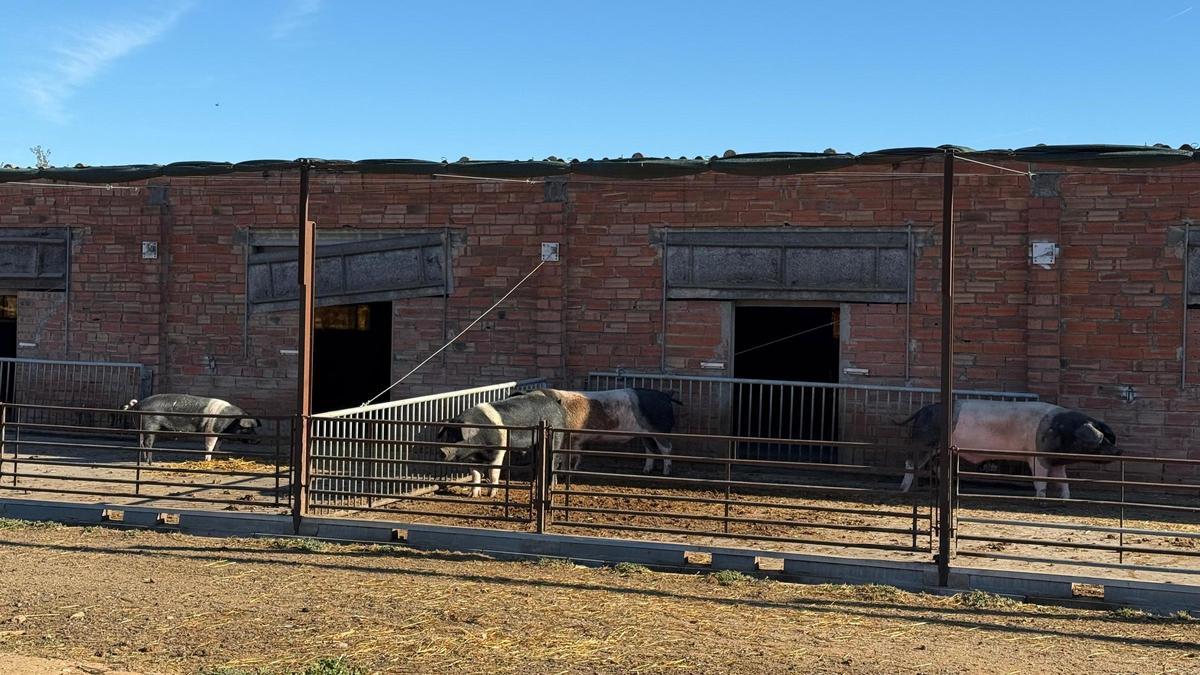 Unes truges en una granja de Ventalló.