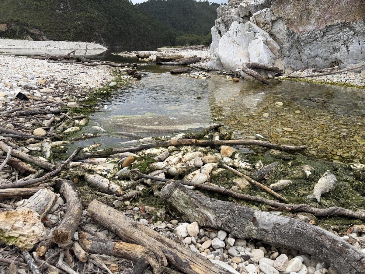 Aparecen cientos de peces muertos en una playa de Llanes