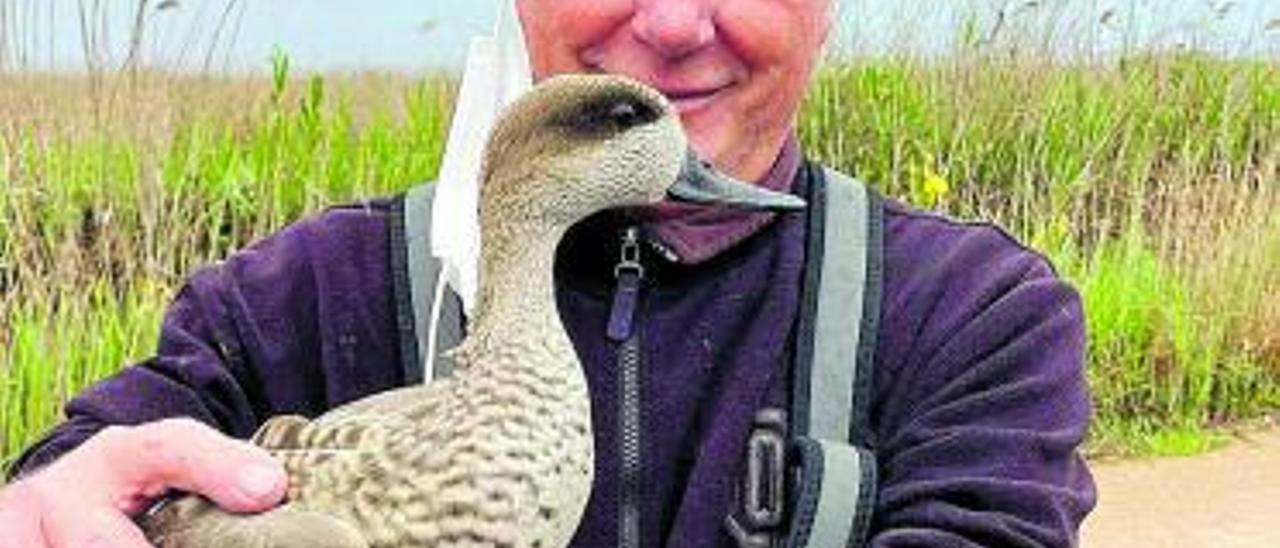 El pato más amenazado de Europa coge fuerza en el marjal de Almardà