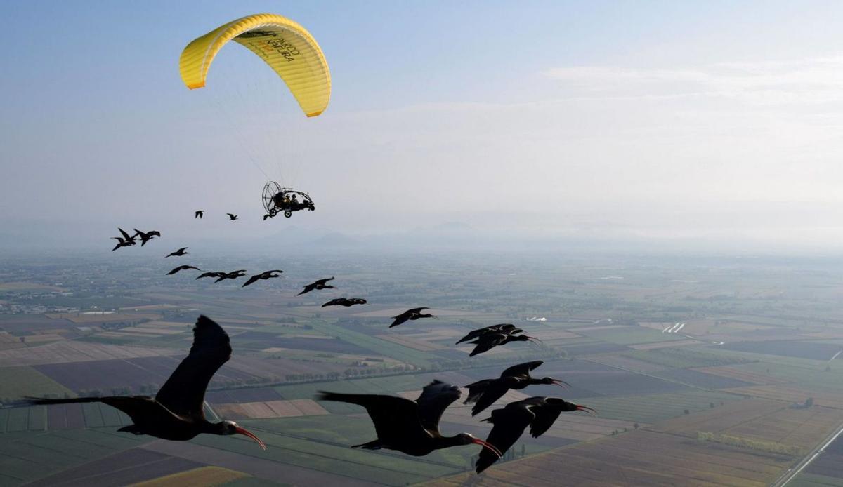 L’ibis ermità, pròxim inquilí de l’Empordà