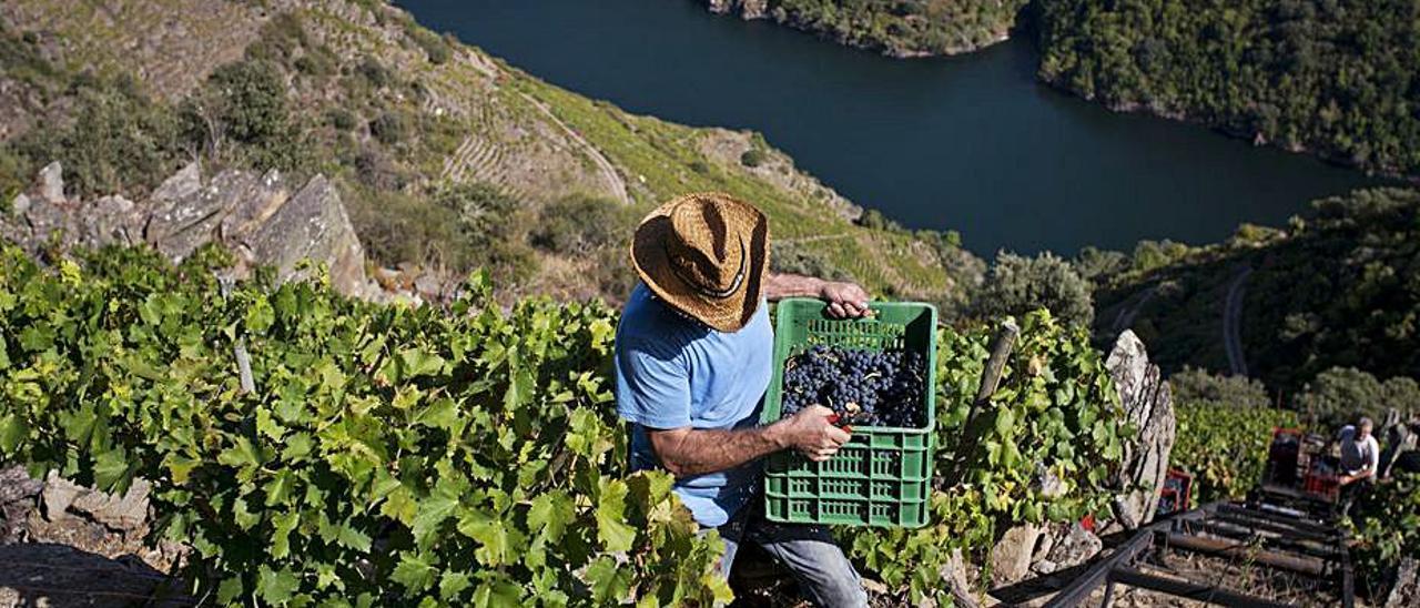 La viticultura tradicional protagoniza el vídeo. |   // BRAIS LORENZO