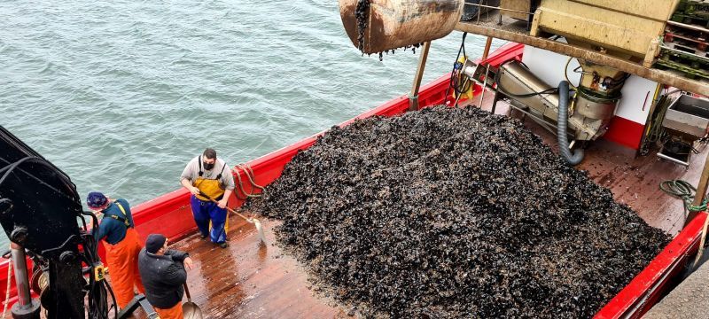 Las descargas en la ría de Arousa continúan, también los domingos.