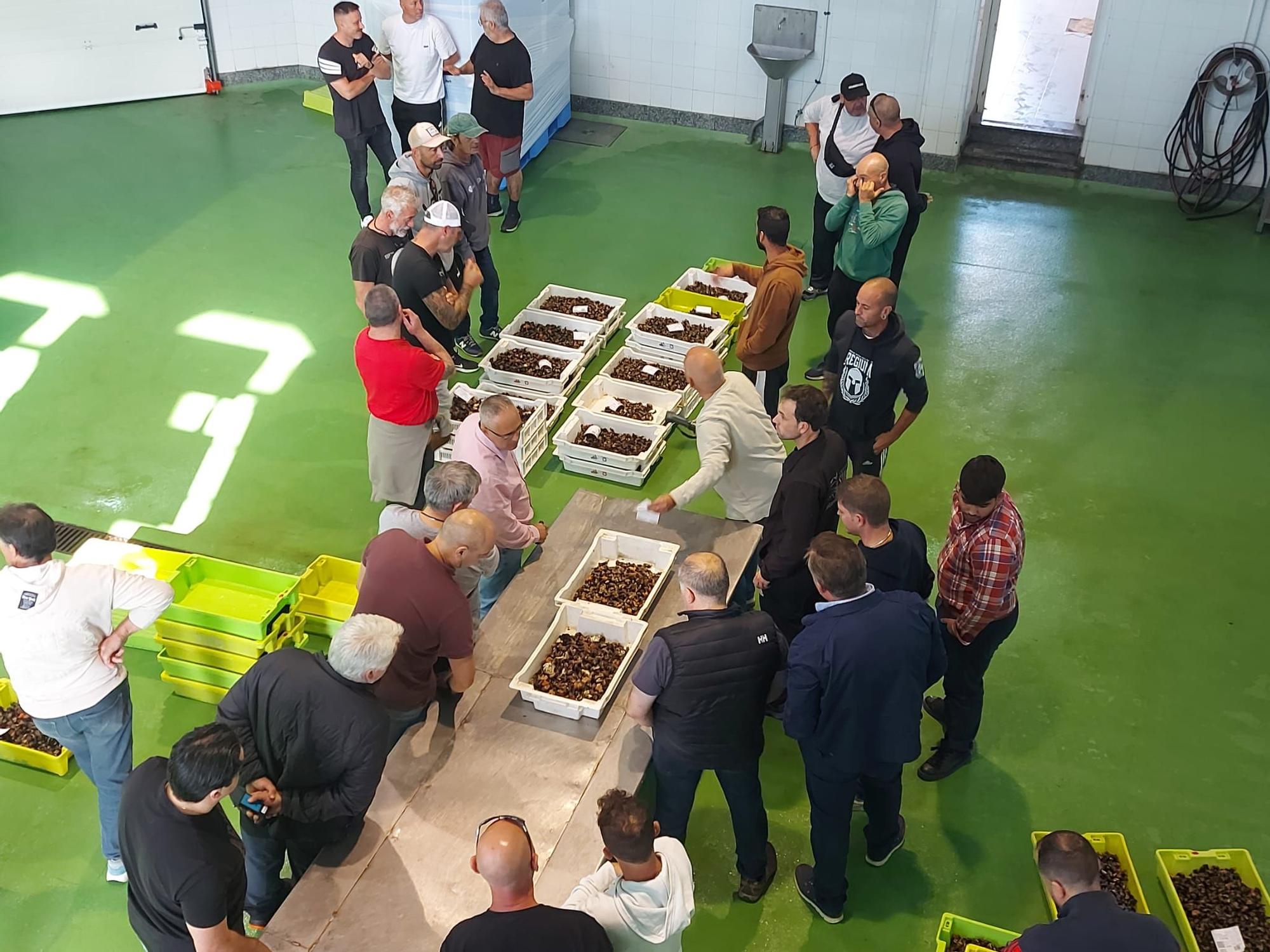 En imágenes: La primera subasta de percebe de la temporada en la rula de Puerto de Vega