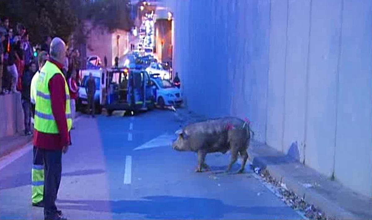 El porc ha aparegut a la via cap a les 16.00 hores, en sentit Besòs, entre les sortides de Via Júlia i Sant Andreu.