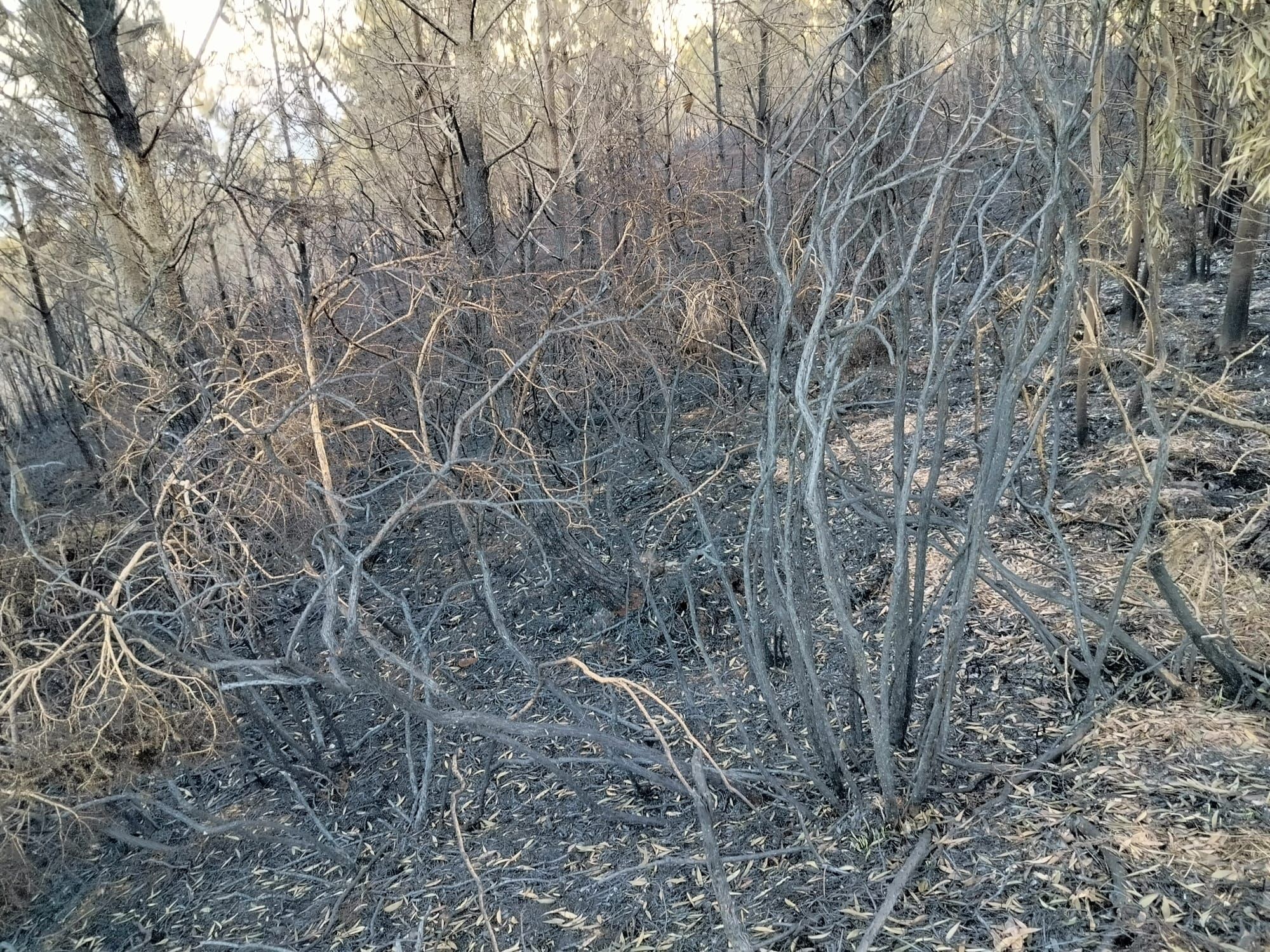 Así está el pico Jarrio (Coaña) tras los incendios