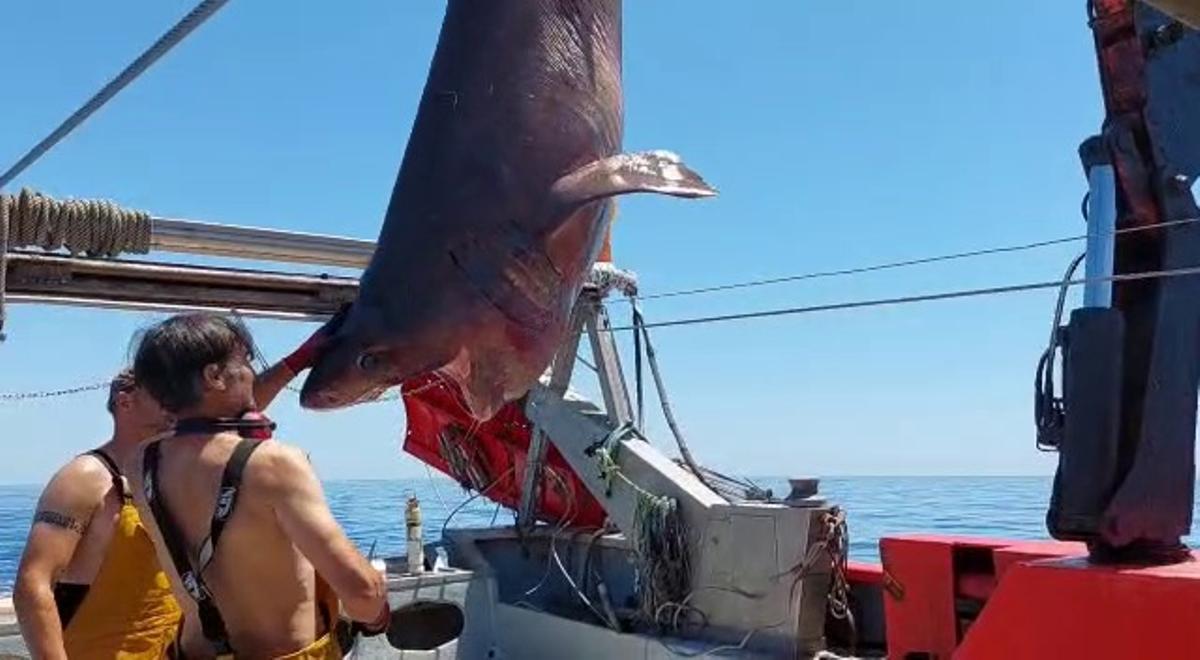 Un tiburón es elevado con la grúa del Cap Prim II para devolverlo al mar.