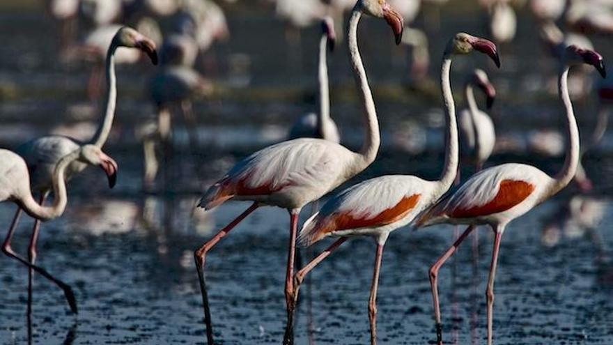 Imagen de archivo de flamencos en la laguna.