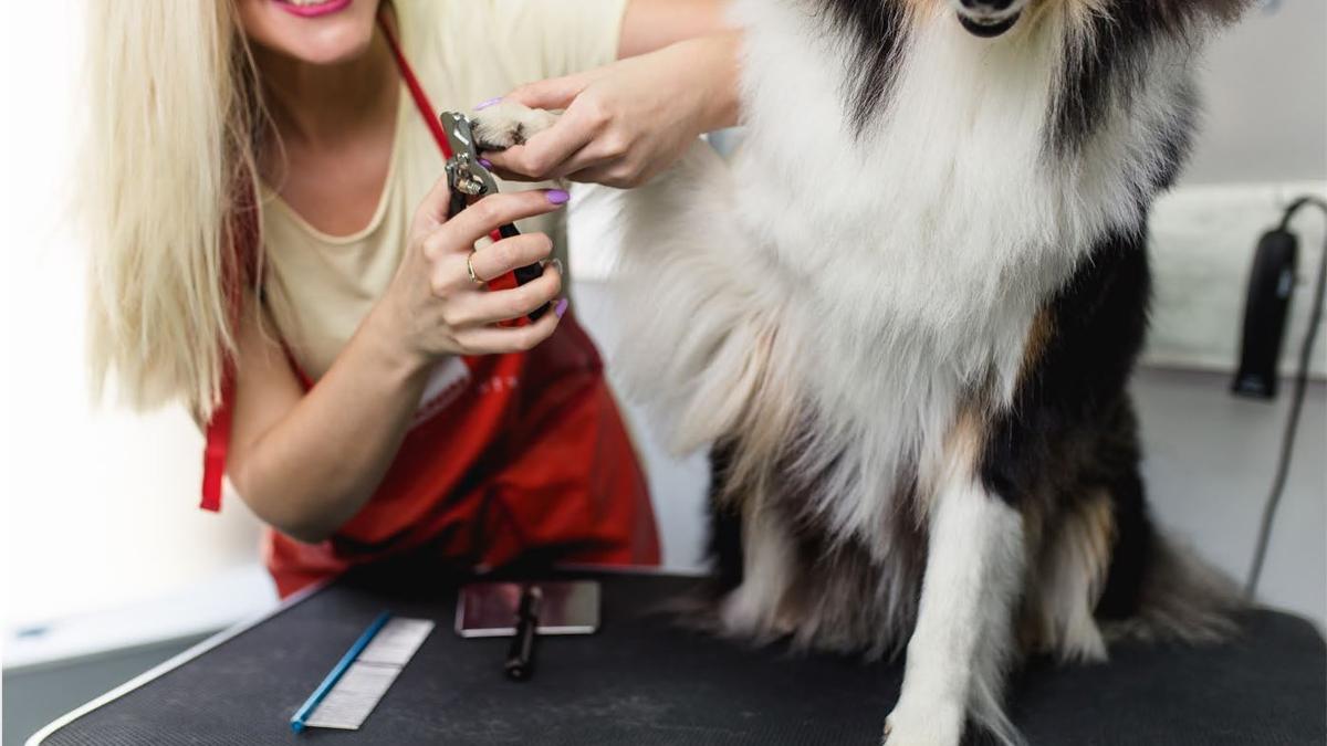 CORTAR UÑAS PERROS | Cómo cortarle las uñas a un perro paso a paso