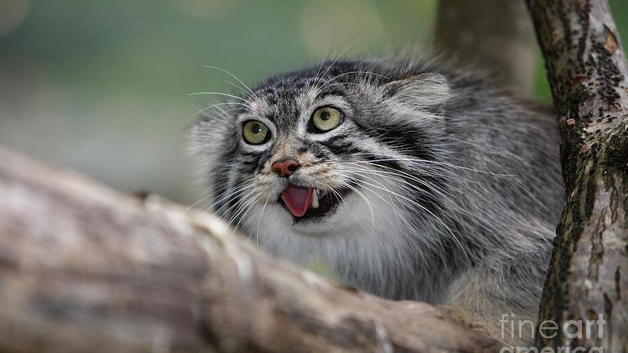 El manul o gato de Pallas solo vive en una parte de Asia