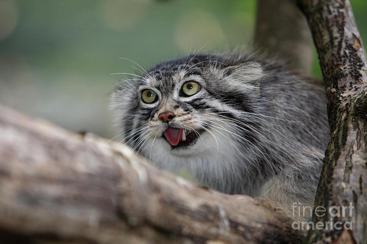 El manul o gato de Pallas solo vive en una parte de Asia