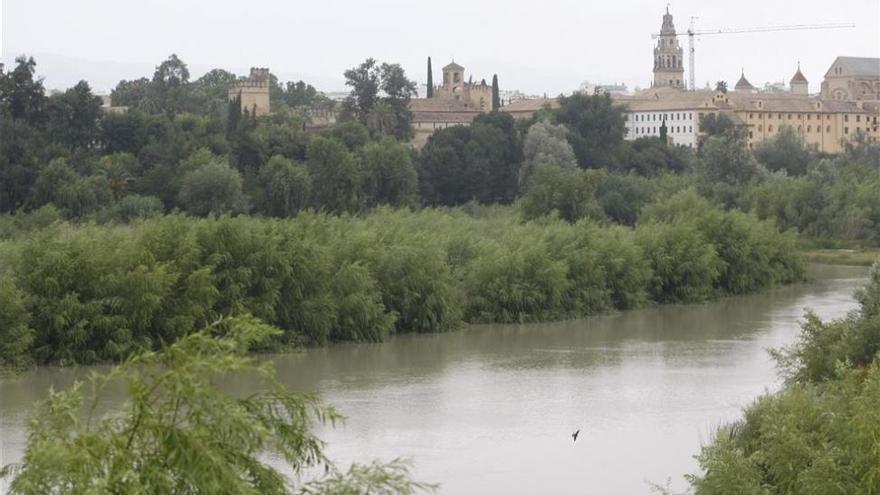 El PSOE pide a la CHG que la limpieza del río no sea puntual