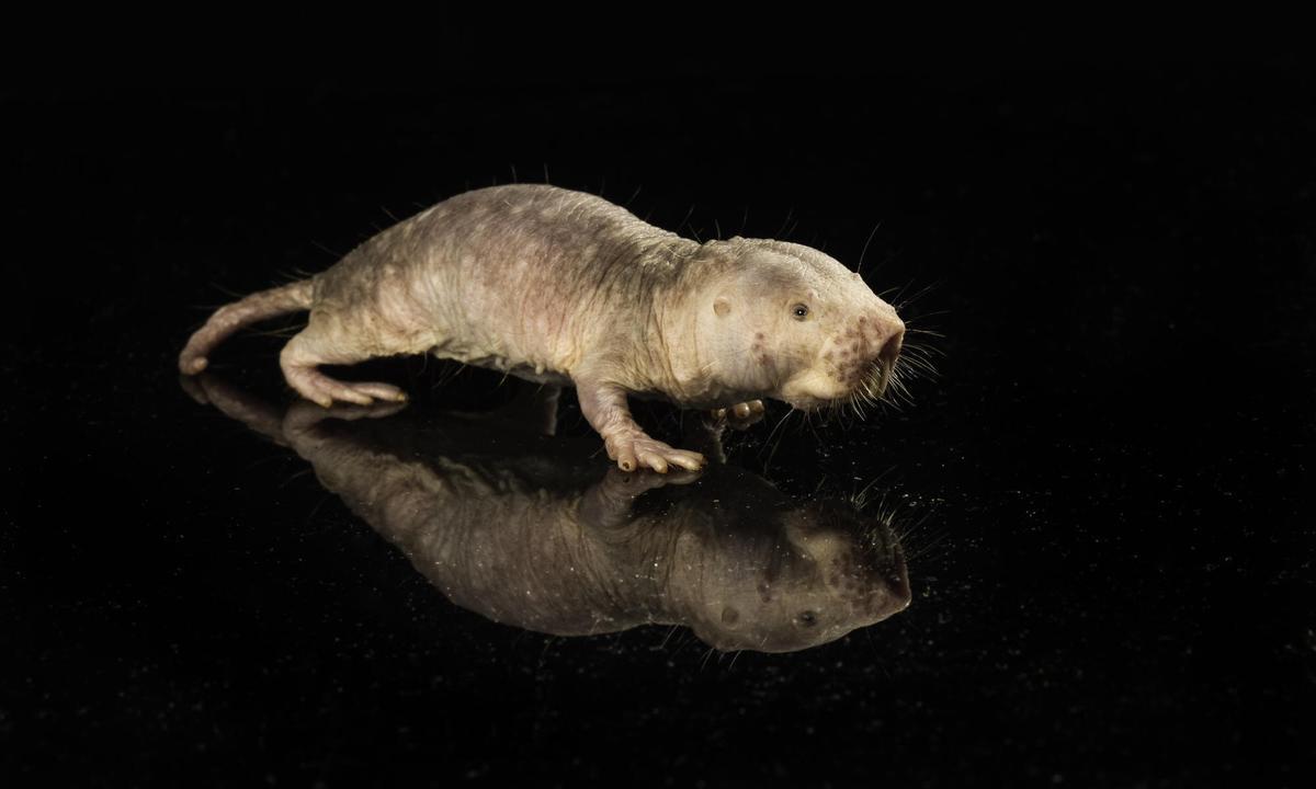 Una rata topo desnuda en un laboratorio.