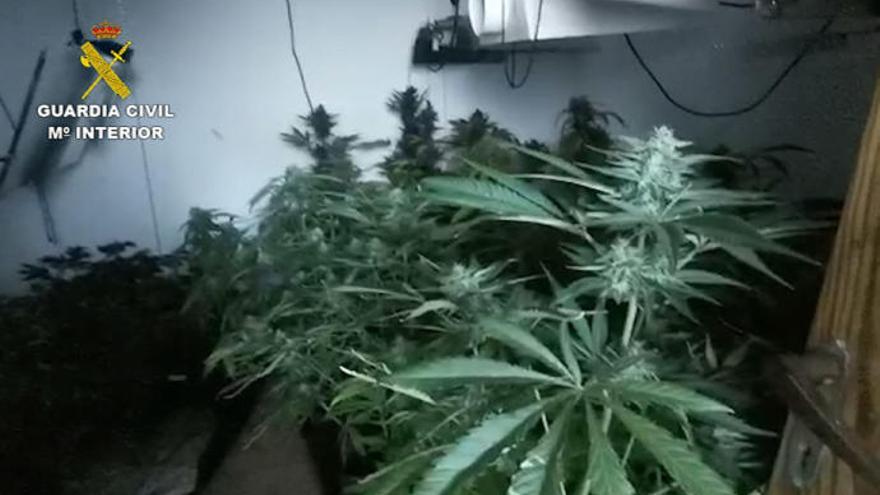 Desmantelan una plantación de 739 plantas de marihuana en Gran Canaria