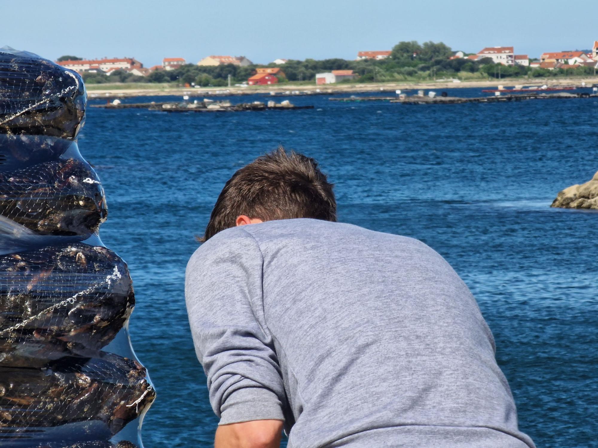 Descargas de mejillón en Arousa.