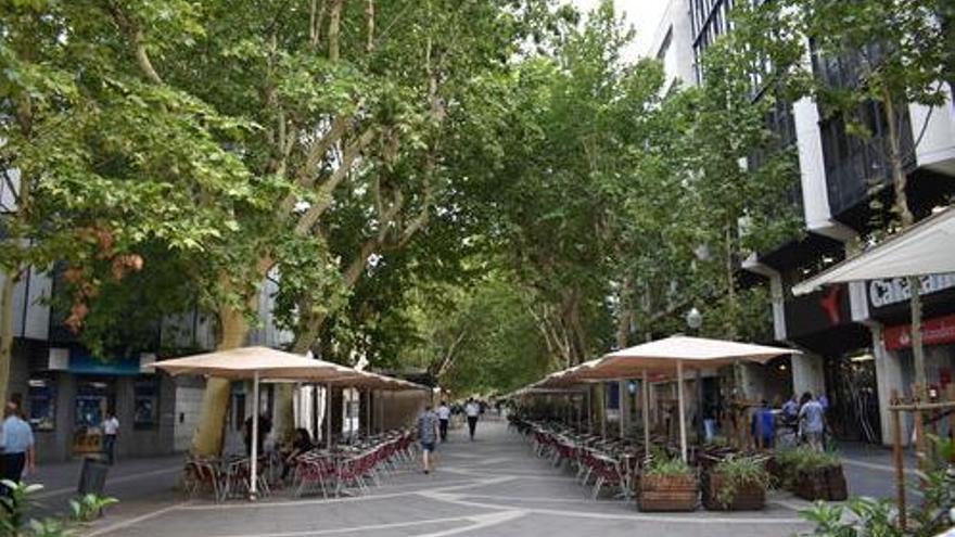 Manresa reprograma el tractament fitosanitari als plàtans del Passeig Pere III i la plaça Espanya